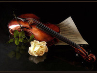 Скрипка, белая роза