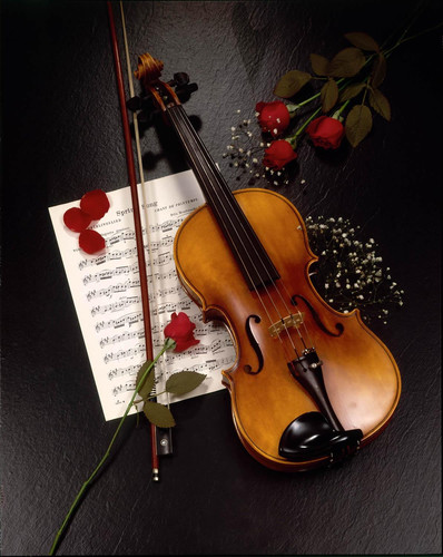 Скрипка, красные розы.